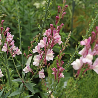 plantes-vivaces-linaria-purpurea-dial-park-en-vente-pepiniere-lepage-
