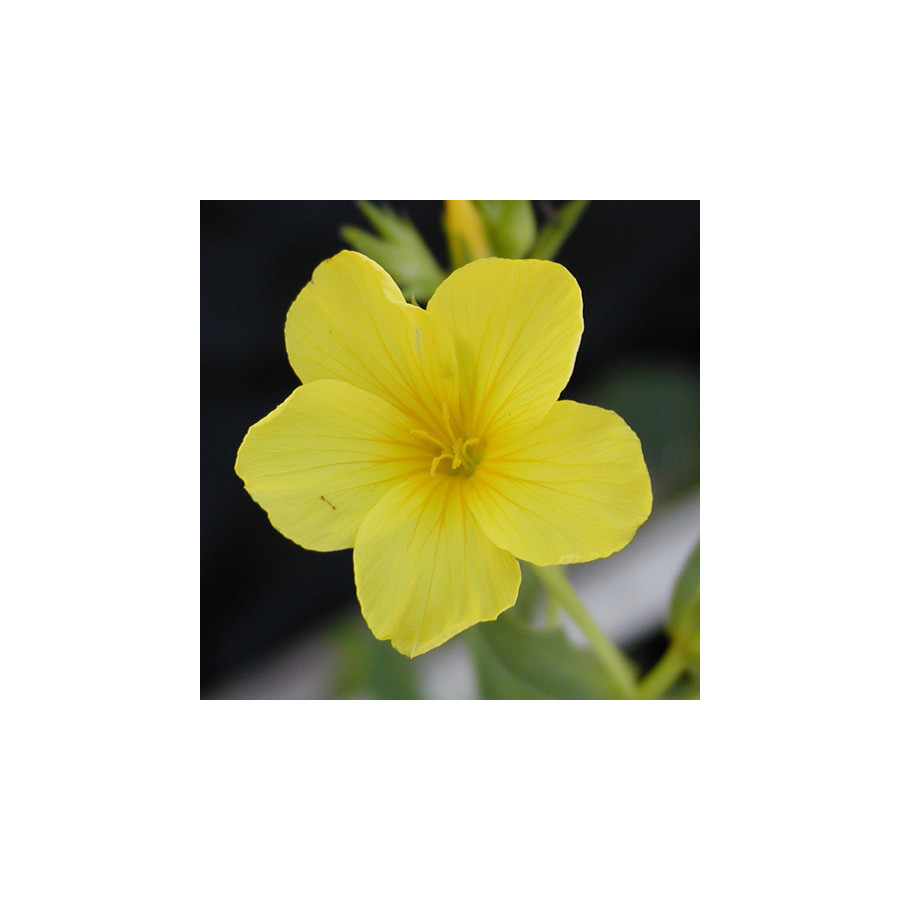Plantes Vivaces LINUM flavum - Lin en vente - Lin jaune en vente - Pépinière Lepage .