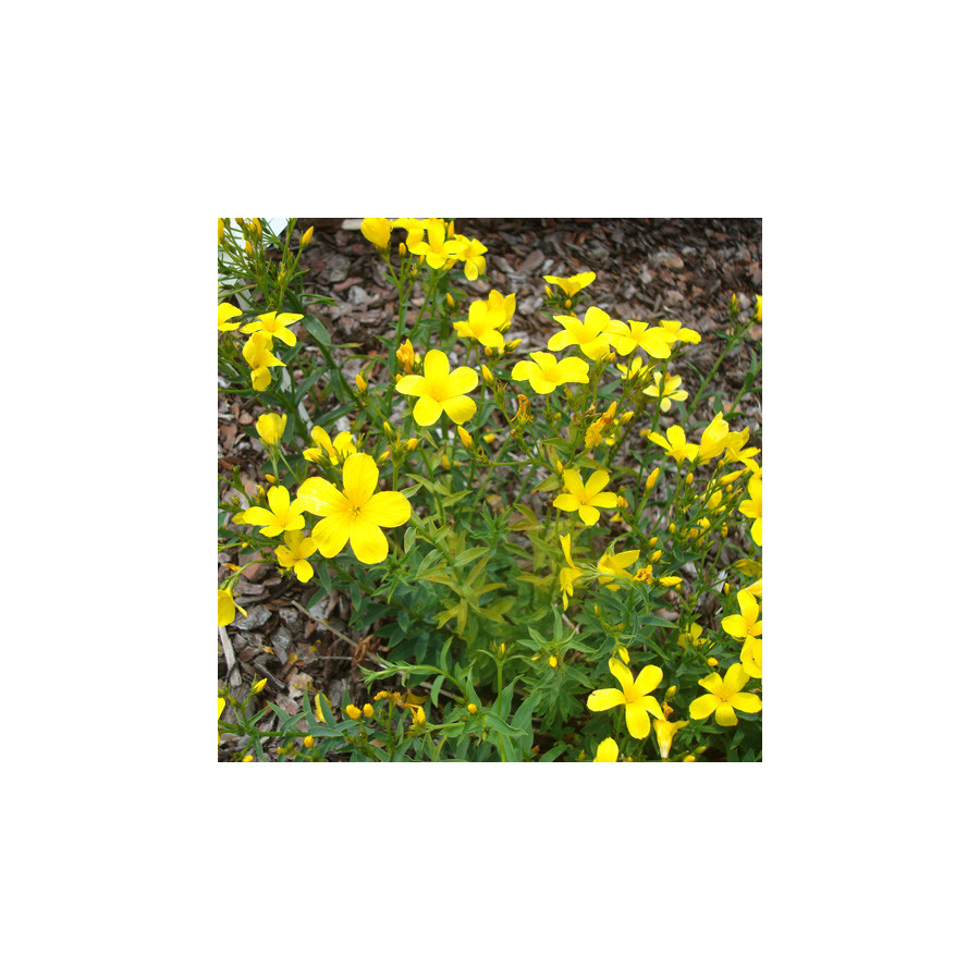 Plantes Vivaces LINUM flavum - Lin en vente - Lin jaune en vente - Pépinière Lepage .