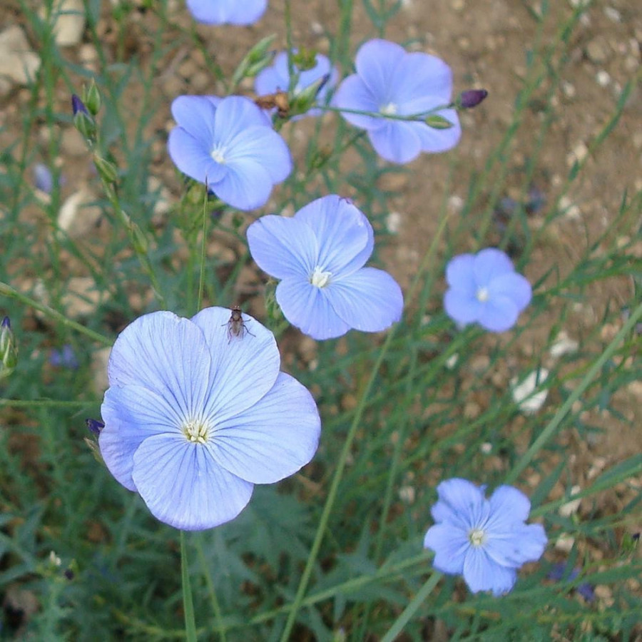 Plantes Vivaces LINUM narbonense - Lin en vente - Lin vivace en vente - Pépinière Lepage .