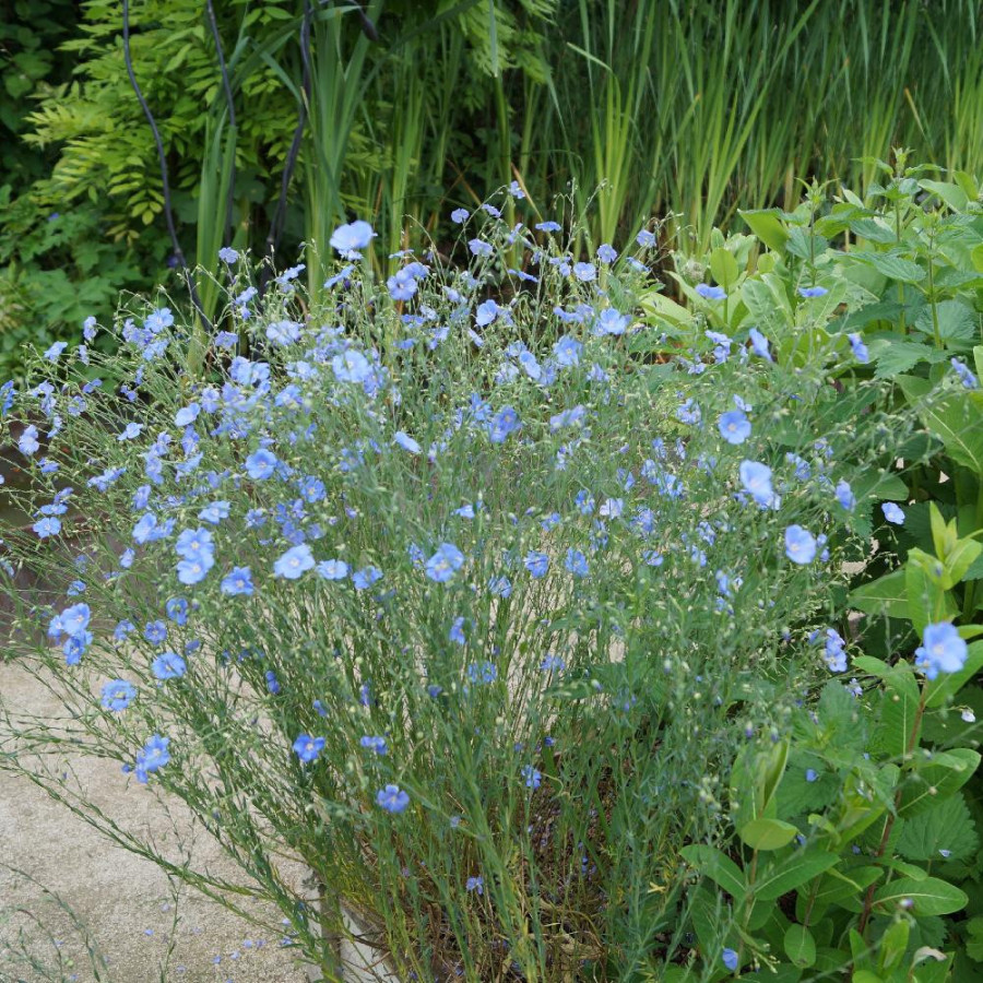 Plantes Vivaces LINUM narbonense - Lin en vente - Lin vivace en vente - Pépinière Lepage .