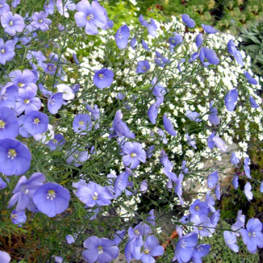 Plantes Vivaces LINUM perenne - Lin en vente - Lin vivace en vente - Pépinière Lepage .