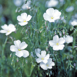 plantes-vivaces-linum-perenne-diamant-lin-en-vente-lin-vivace-en-vente-pepiniere-lepage-