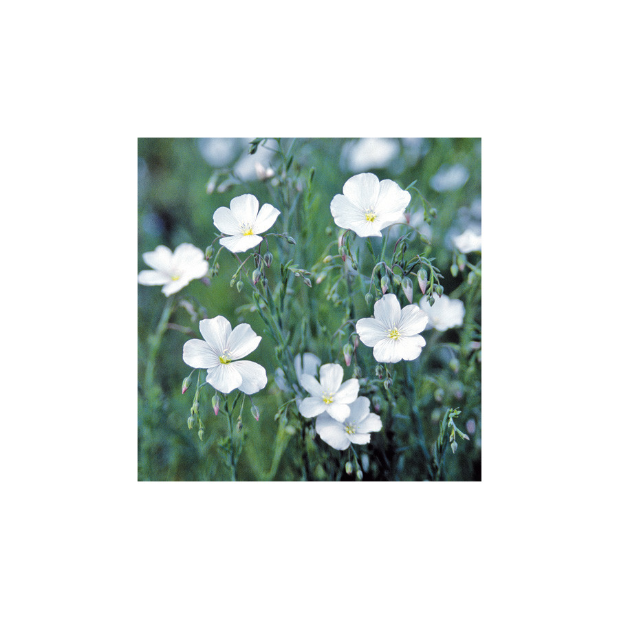 Plantes Vivaces LINUM perenne 'Diamant' - Lin en vente - Lin vivace en vente - Pépinière Lepage .