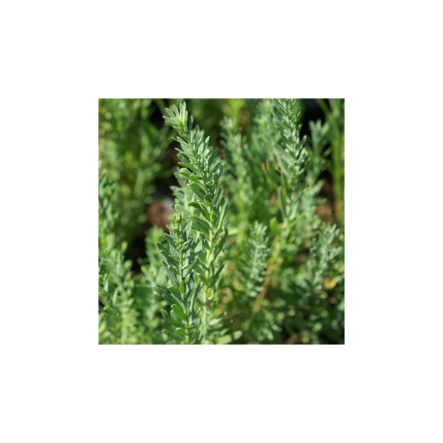 Plantes Vivaces LINUM perenne 'Diamant' - Lin en vente - Lin vivace en vente - Pépinière Lepage .