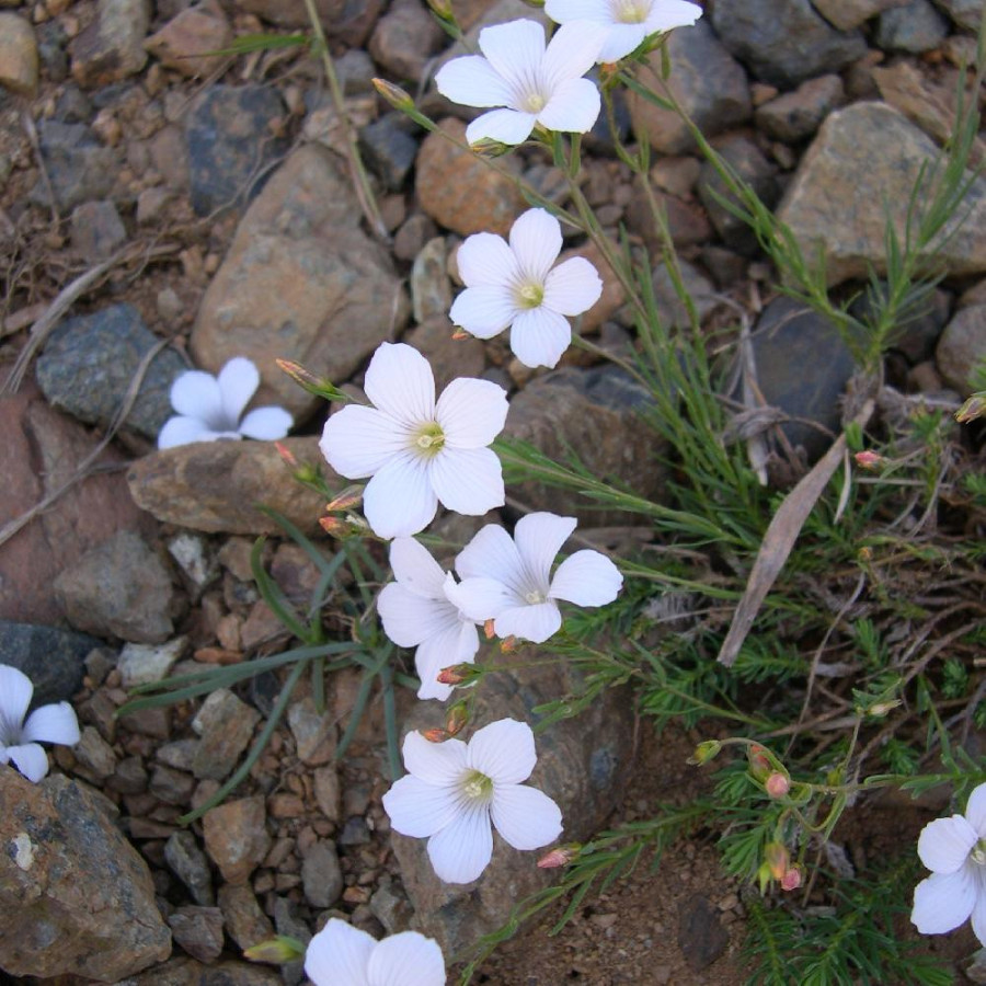 LINUM tenuifolium