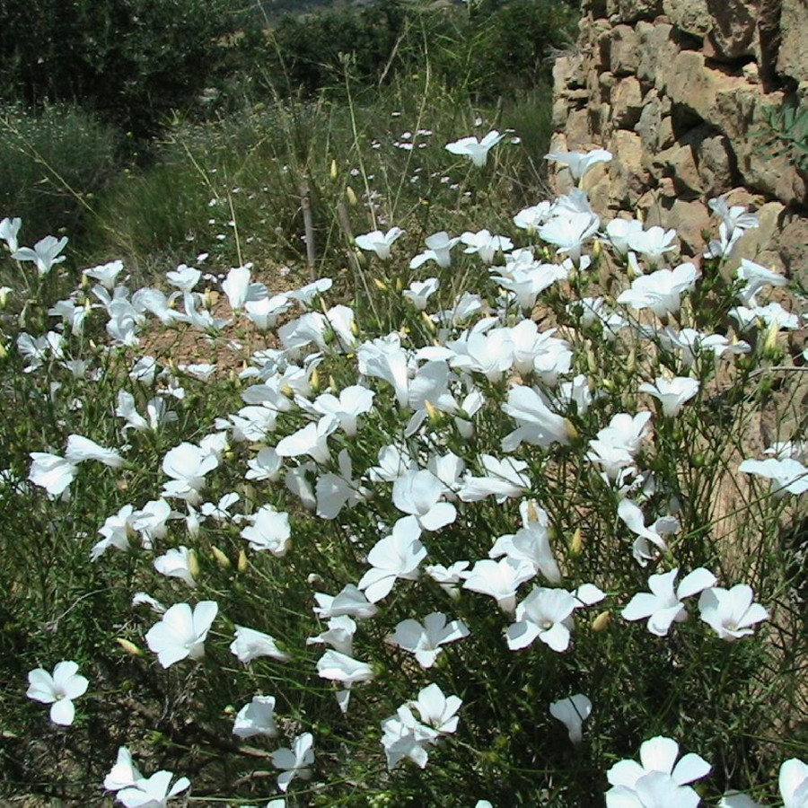 LINUM tenuifolium