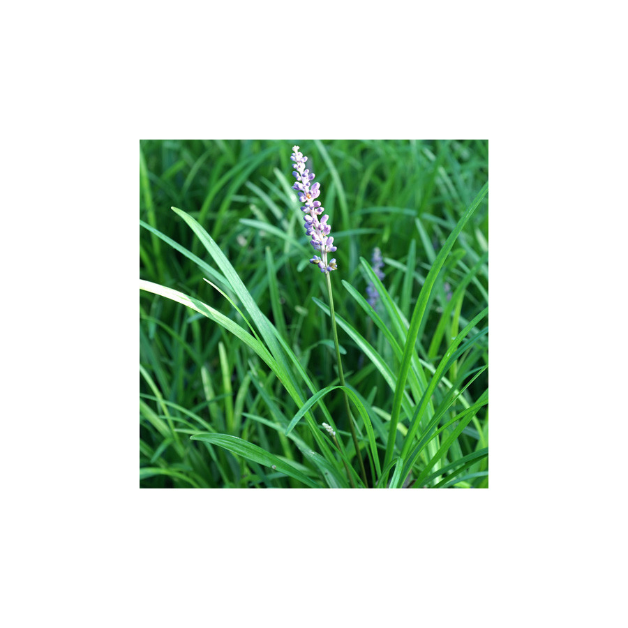 Plantes Vivaces LIRIOPE muscari en vente - Pépinière Lepage .