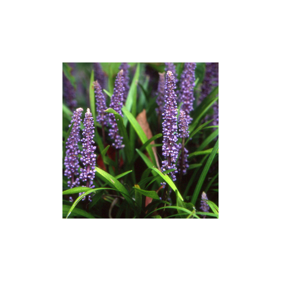 Plantes Vivaces LIRIOPE muscari en vente - Pépinière Lepage .
