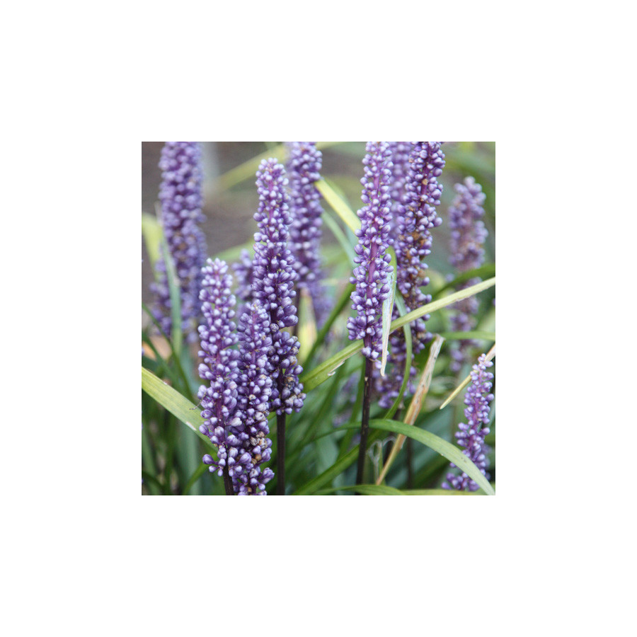 plantes-vivaces-liriope-muscari-big-blue-en-vente-pepiniere-lepage-
