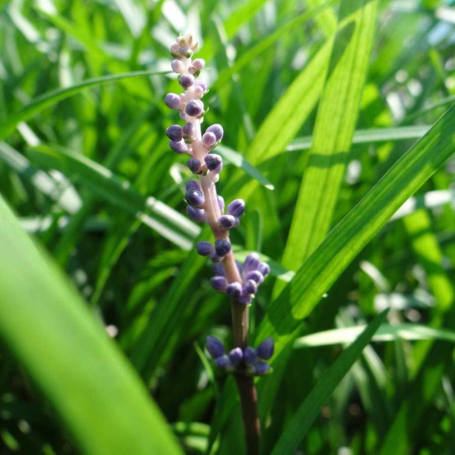 Plantes Vivaces LIRIOPE muscari 'Ingwersen' en vente - Pépinière Lepage .