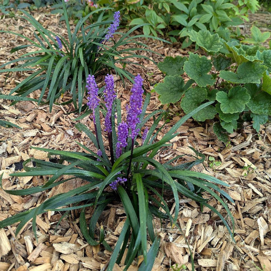 Plantes Vivaces LIRIOPE muscari 'Lilac Wonder' - Liriope en vente - Pépinière Lepage .