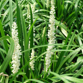 plantes-vivaces-liriope-muscari-monroe-white-en-vente-pepiniere-lepage-