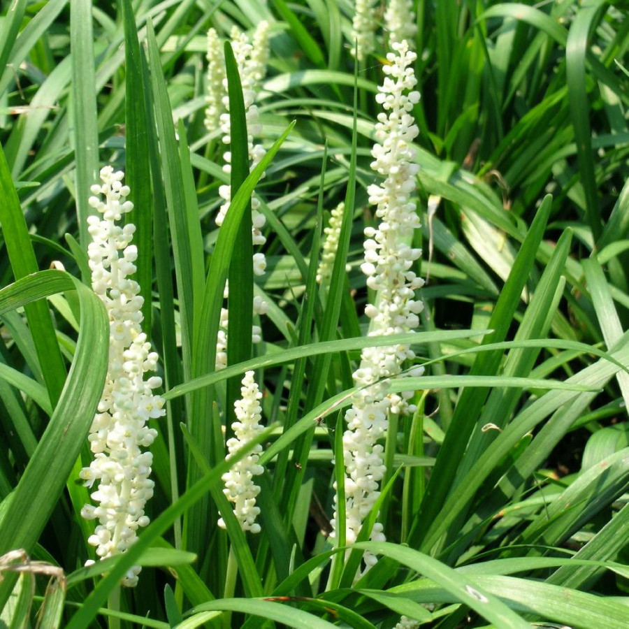 Plantes Vivaces LIRIOPE muscari 'Monroe White' en vente - Pépinière Lepage .