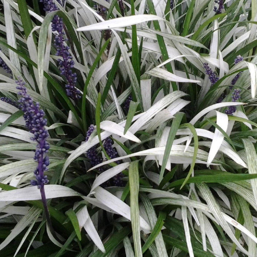 Plantes Vivaces LIRIOPE muscari 'Okina' - Liriope en vente - Pépinière Lepage .