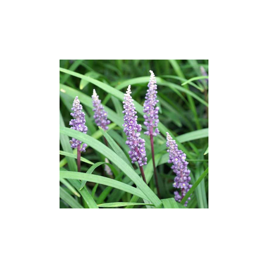 Plantes Vivaces LIRIOPE muscari 'Royal Purple' en vente - Pépinière Lepage .