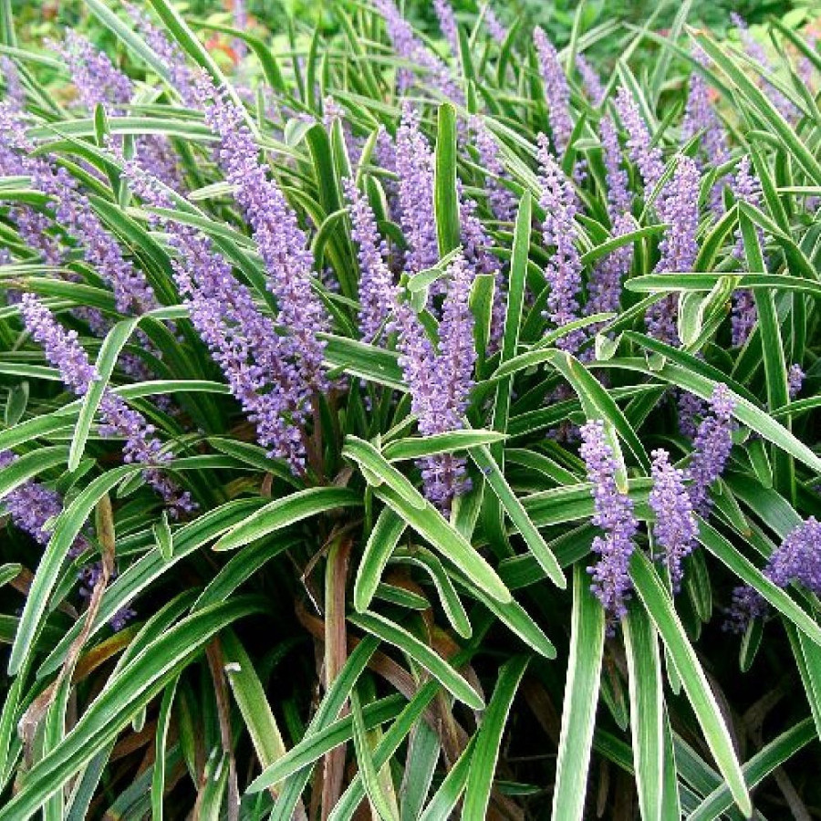Plantes Vivaces LIRIOPE muscari 'Variegata' en vente - Pépinière Lepage .