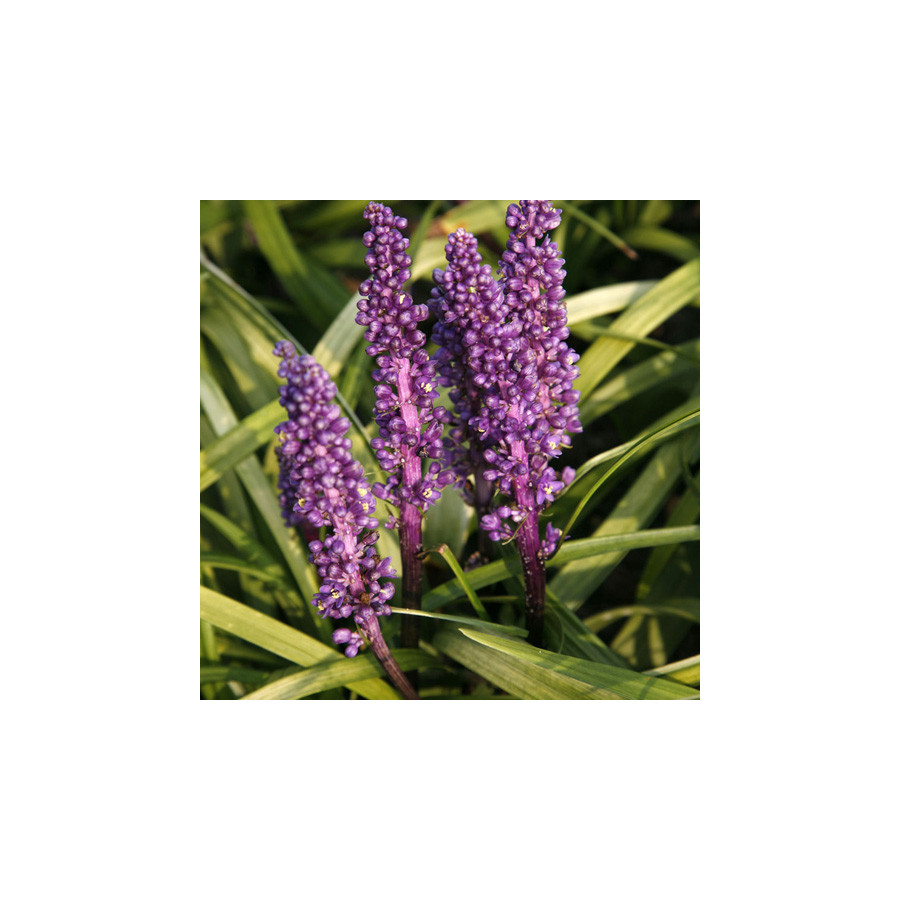 Plantes Vivaces LIRIOPE purpureum en vente - Pépinière Lepage .