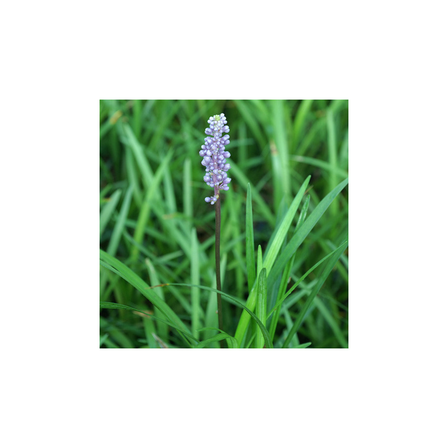 Plantes Vivaces LIRIOPE purpureum en vente - Pépinière Lepage .