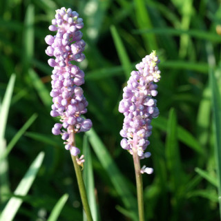 Plantes Vivaces LIRIOPE purpureum en vente - Pépinière Lepage .