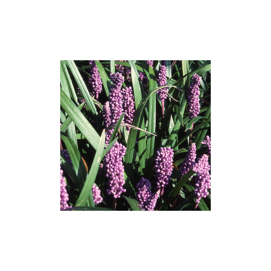 Plantes Vivaces LIRIOPE spicata en vente - Pépinière Lepage .