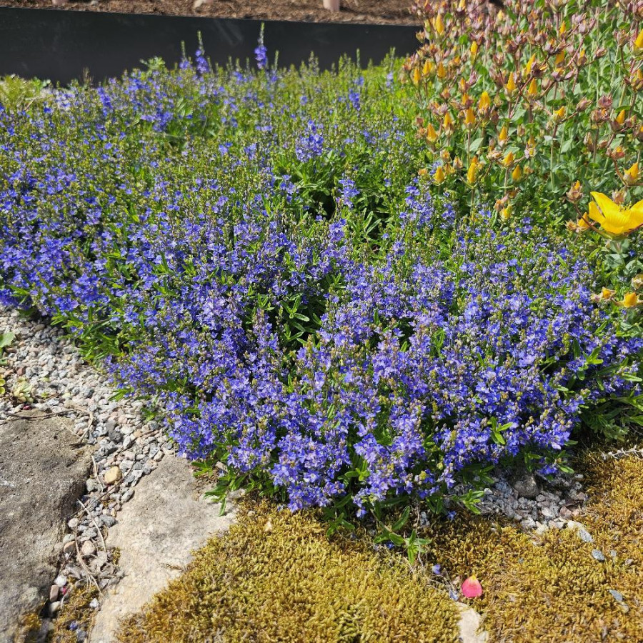 Plantes Vivaces LITHODORA diffusa 'Heavenly Blue' - Grémil en vente - Pépinière Lepage .