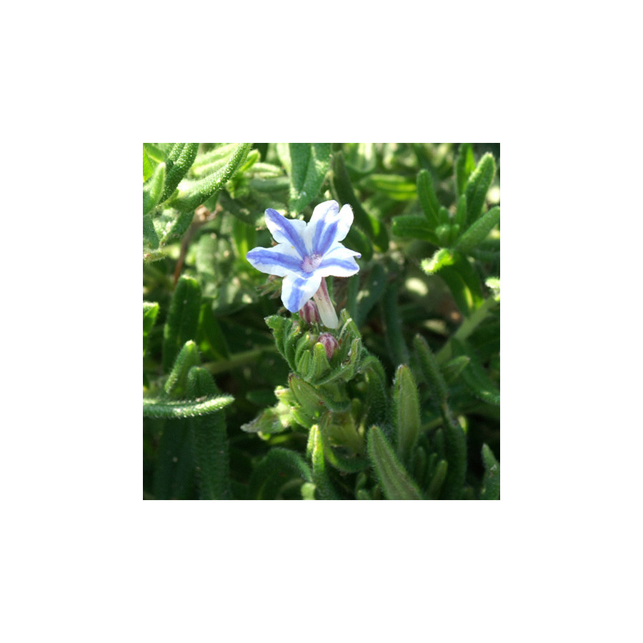 Plantes Vivaces LITHODORA diffusa 'Star' - Grémil en vente - Pépinière Lepage .