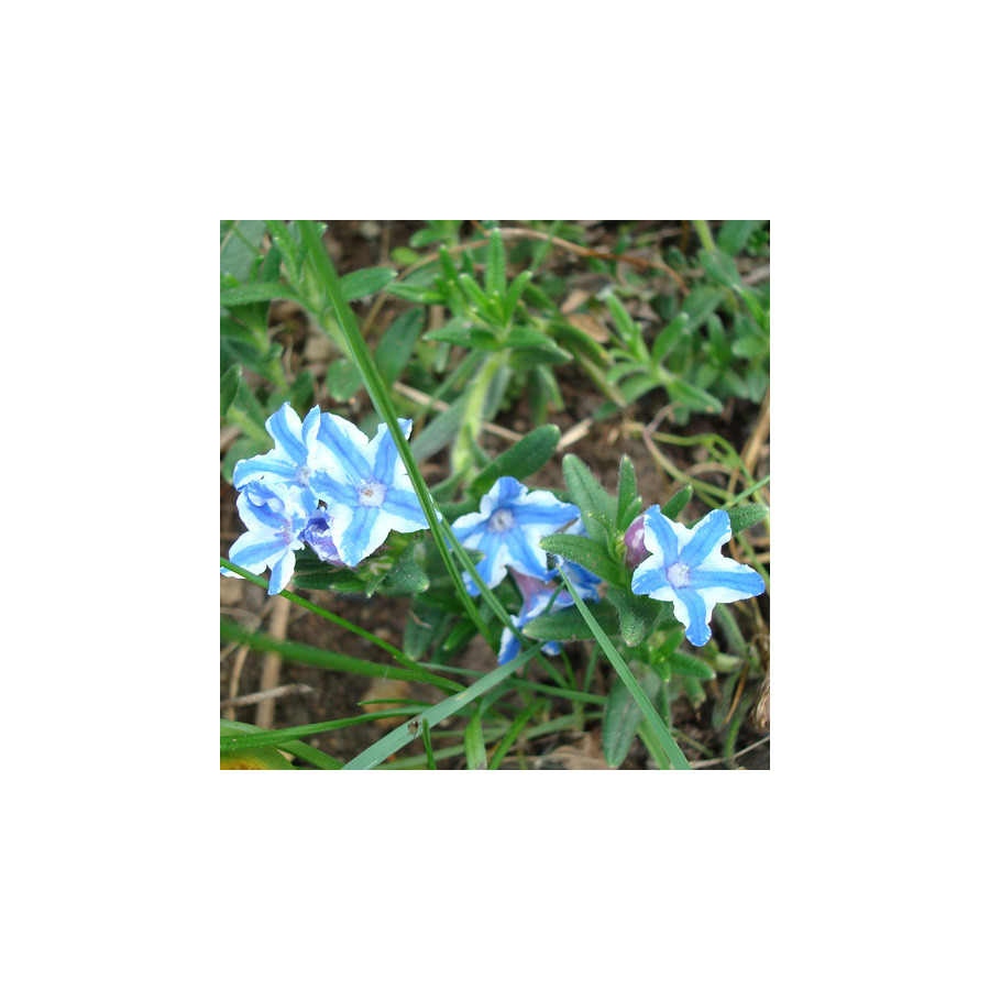 Plantes Vivaces LITHODORA diffusa 'Star' - Grémil en vente - Pépinière Lepage .