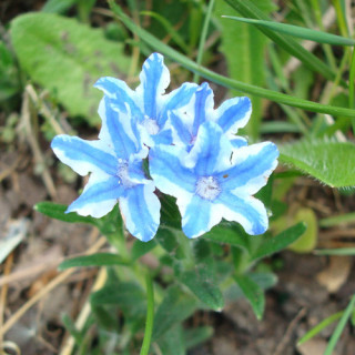 Plantes Vivaces LITHODORA diffusa 'Star' - Grémil en vente - Pépinière Lepage .