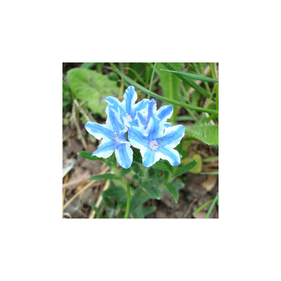 Plantes Vivaces LITHODORA diffusa 'Star' - Grémil en vente - Pépinière Lepage .