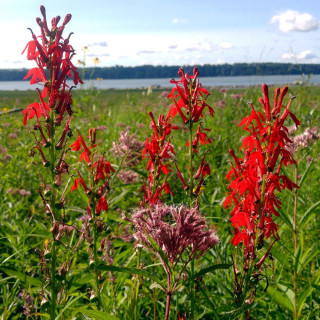 plantes-vivaces-lobelia-cardinalis-lobelie-en-vente-pepiniere-lepage-