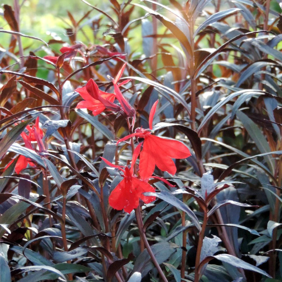 Plantes Vivaces LOBELIA fulgens 'Elmfeuer' - Lobélie en vente - Pépinière Lepage .