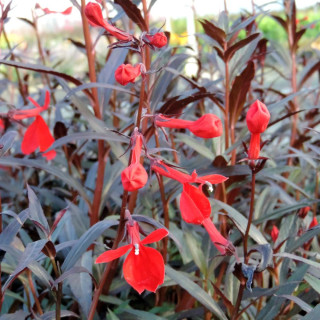Plantes Vivaces LOBELIA fulgens 'Elmfeuer' - Lobélie en vente - Pépinière Lepage .