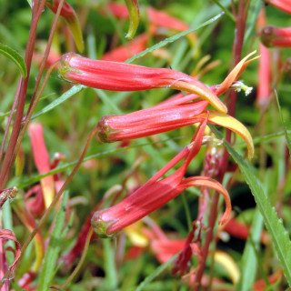 plantes-vivaces-lobelia-laxiflora-lobelie-en-vente-pepiniere-lepage-