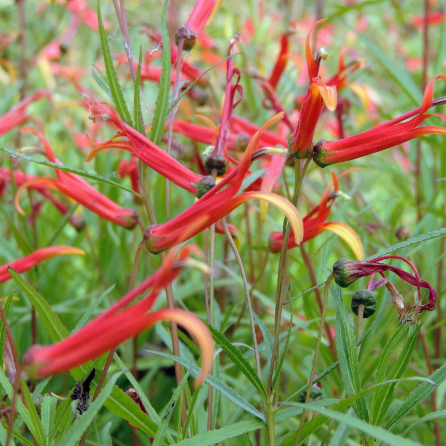 Plantes Vivaces LOBELIA laxiflora - Lobélie en vente - Pépinière Lepage .