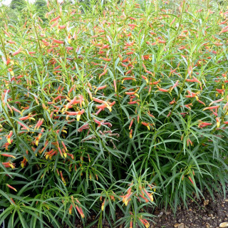 Plantes Vivaces LOBELIA laxiflora - Lobélie en vente - Pépinière Lepage .