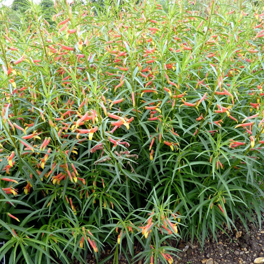Plantes Vivaces LOBELIA laxiflora - Lobélie en vente - Pépinière Lepage .