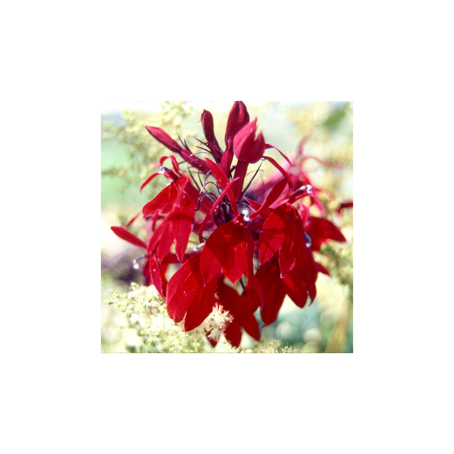 Plantes Vivaces LOBELIA speciosa 'Russian Princess' - Lobélie en vente - Pépinière Lepage .