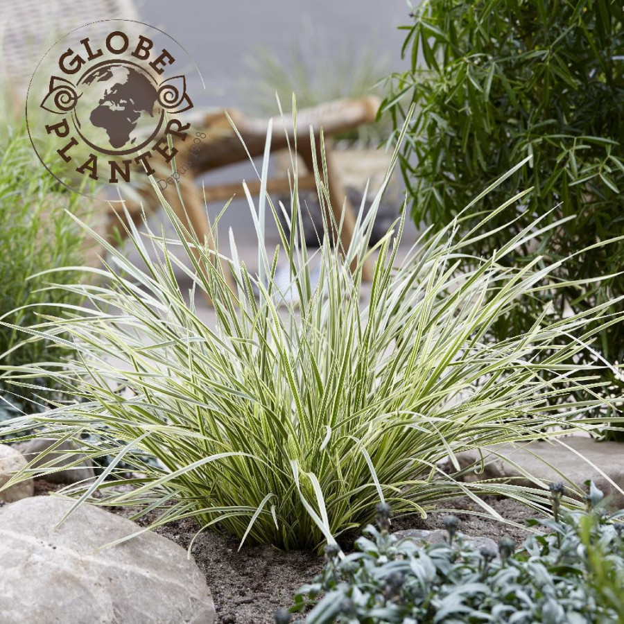 LOMANDRA longifolia 'White Sands'®