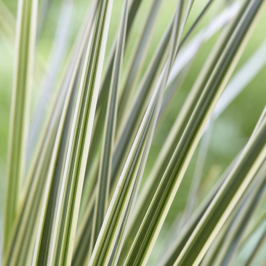 LOMANDRA longifolia 'White Sands'®