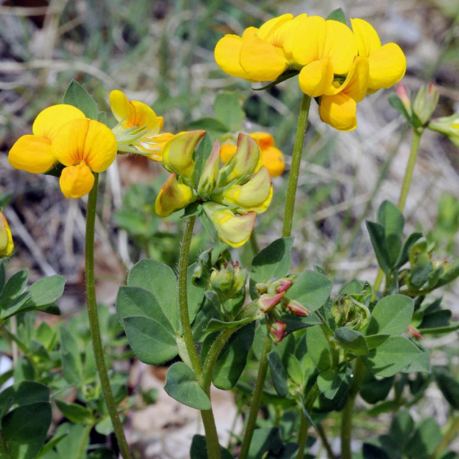 Plantes Vivaces LOTUS corniculatus - Lotier en vente - Pépinière Lepage .