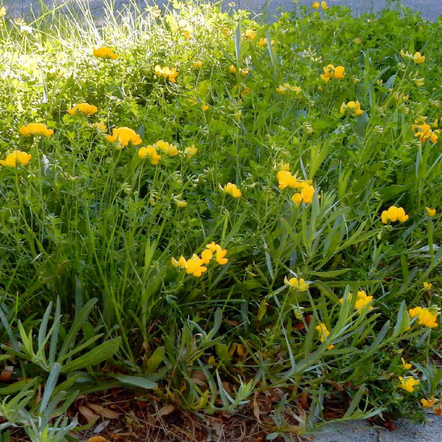 Plantes Vivaces LOTUS corniculatus - Lotier en vente - Pépinière Lepage .