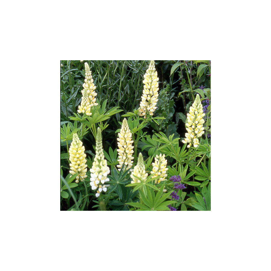 Plantes Vivaces LUPINUS 'Chandelier' - Lupin en vente - Pépinière Lepage .