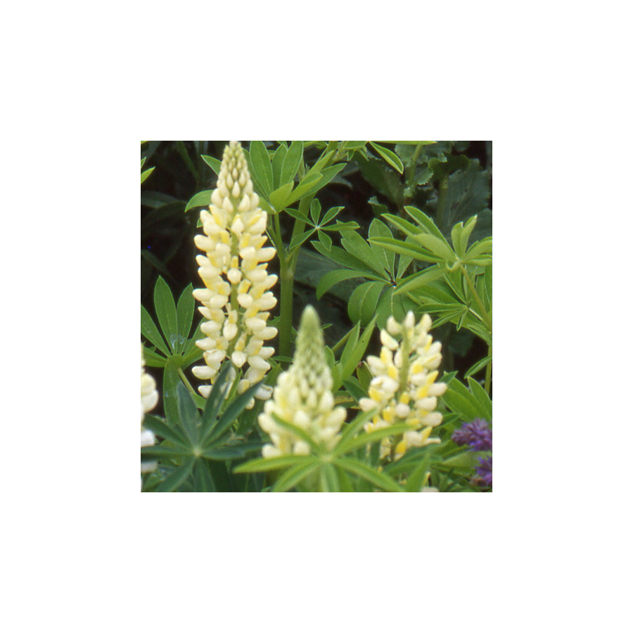 Plantes Vivaces LUPINUS 'Chandelier' - Lupin en vente - Pépinière Lepage .