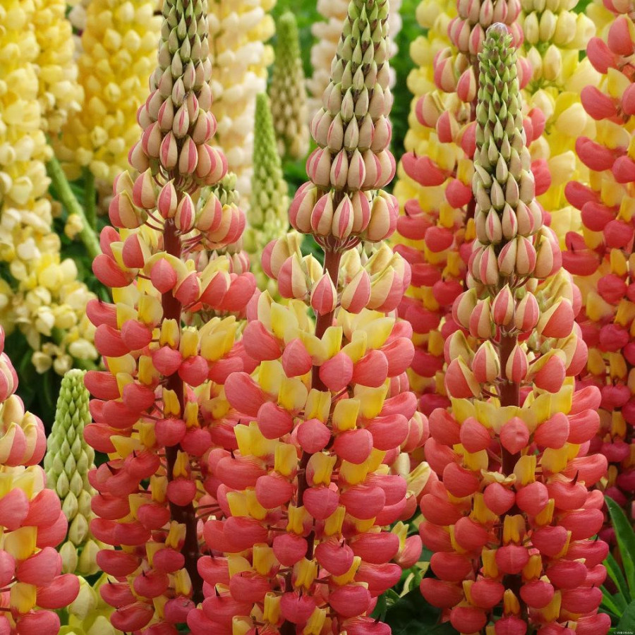 Plantes Vivaces LUPINUS 'Gladiator' ® - Lupin en vente - Pépinière Lepage .