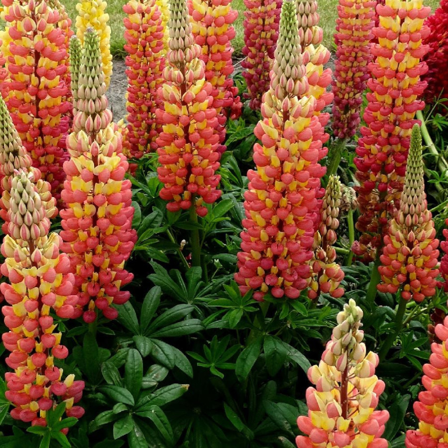 Plantes Vivaces LUPINUS 'Gladiator' ® - Lupin en vente - Pépinière Lepage .