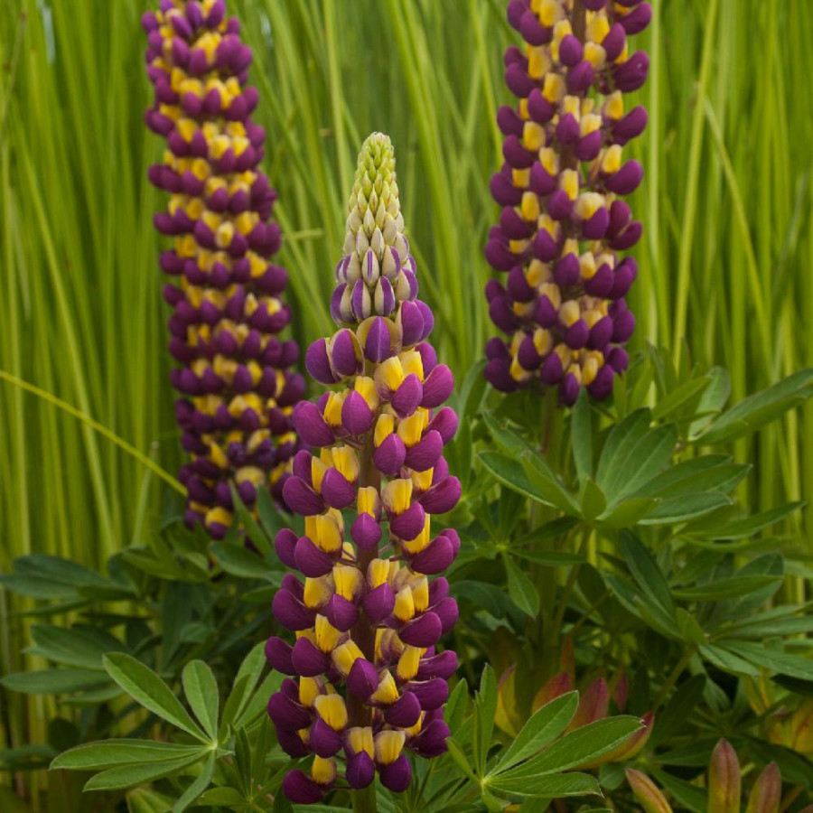 Plantes Vivaces LUPINUS 'Manhattan Lights' ® - Lupin en vente - Pépinière Lepage .