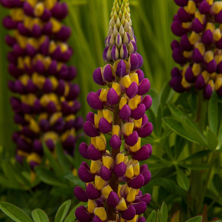 Plantes Vivaces LUPINUS 'Manhattan Lights' ® - Lupin en vente - Pépinière Lepage .
