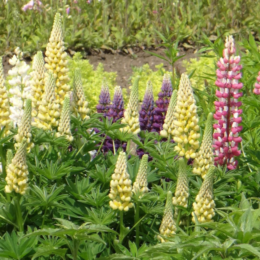 Plantes Vivaces LUPINUS 'Minarette' - Lupin en vente - Pépinière Lepage .