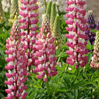 Plantes Vivaces LUPINUS 'Minarette' - Lupin en vente - Pépinière Lepage .